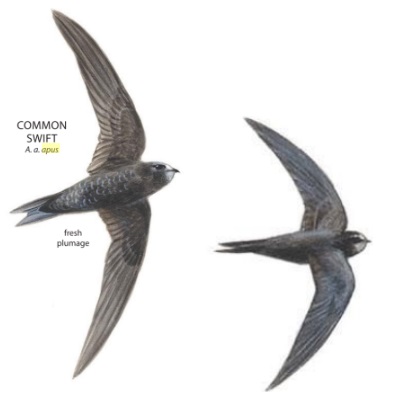 Common Swift.jpg
