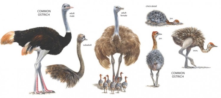 Common Ostrich.jpg