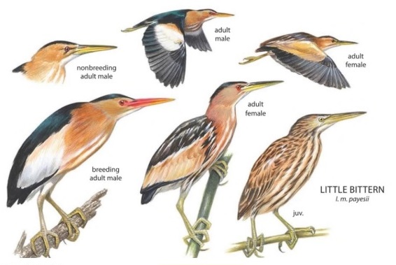 Little Bittern.jpg