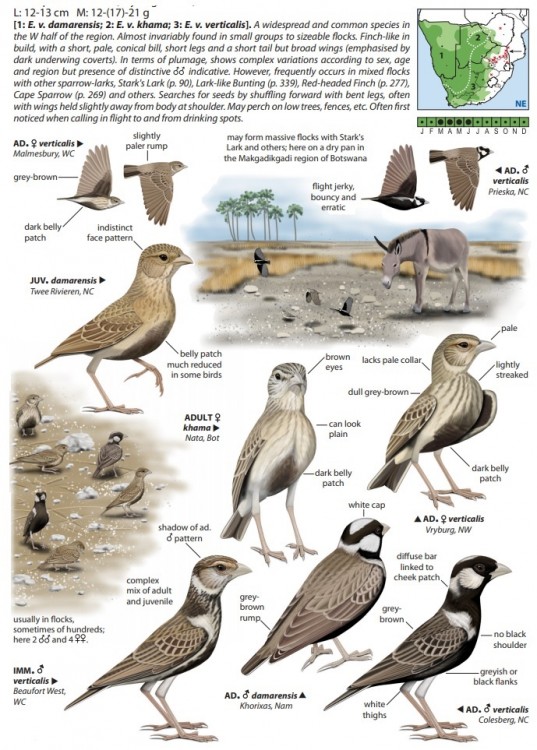 Grey-backed Sparrowlark.jpg