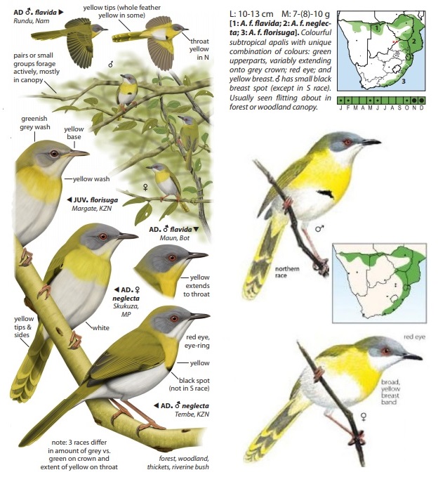 Apalis flavida.jpg