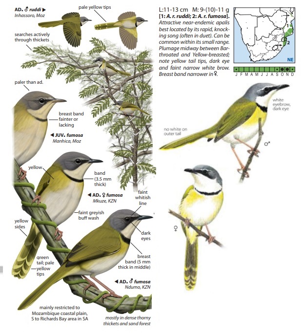 Apalis ruddi.jpg