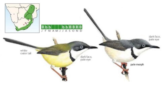 Apalis thoracica.jpg