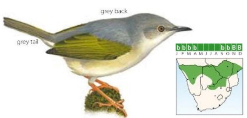 Grey-backed Camaroptera.jpg