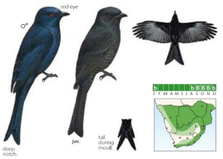 Fork-tailed Drongo Dicrurus adsimilis.jpg