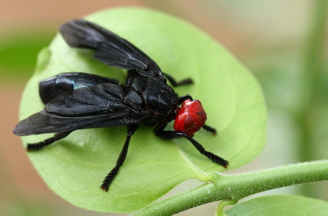 Bromophila caffra.jpg