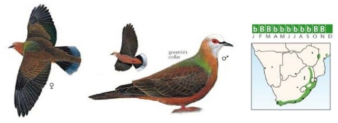 Lemon Dove.jpg