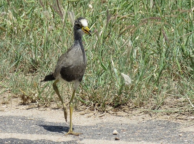 African Wattled Lapwing.JPG