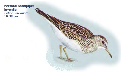 Pectoral Sandpiper.jpg