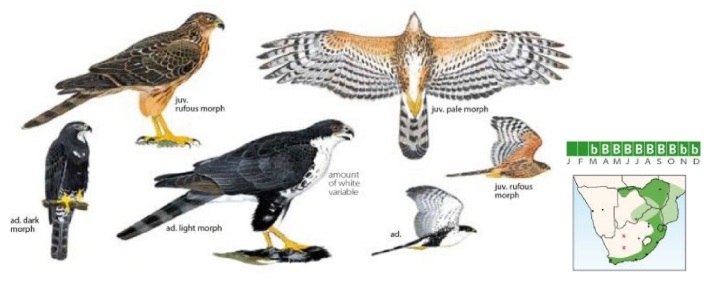 Black Sparrowhawk Accipiter melanoleucus.jpg