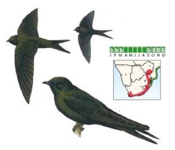 Black Saw-wing Psalidoprocne pristoptera.jpg
