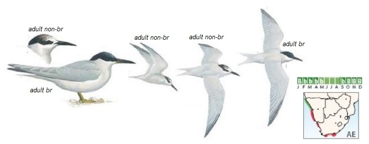 Damara Tern Sternula balaenarum.jpg