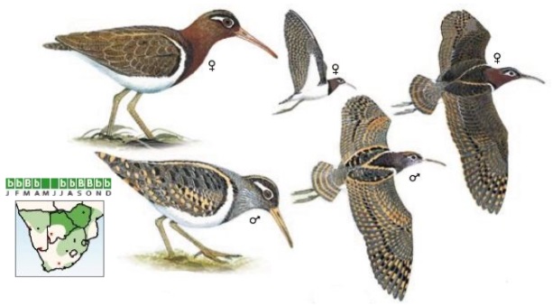 Greater Painted-Snipe Rostratula benghalensis.jpg