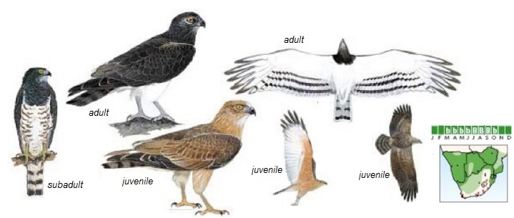 Black-chested Snake-eagle.jpg
