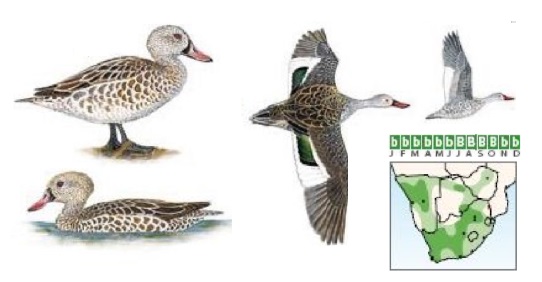Cape Teal.jpg