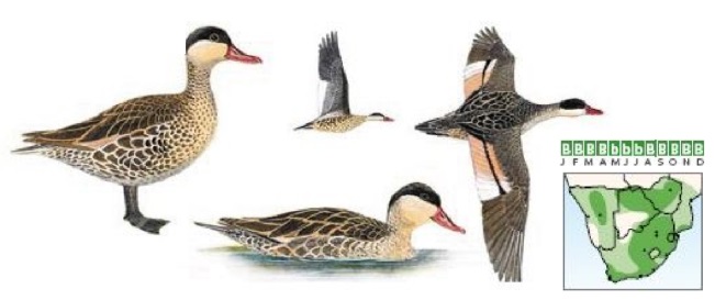 Red-billed Teal.jpg