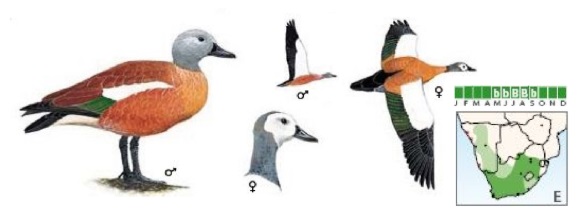 South African Shelduck Tadorna cana.jpg