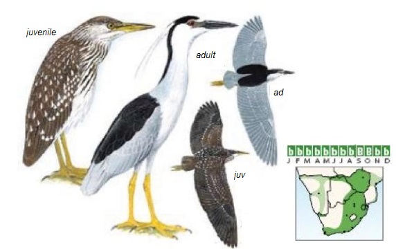 Black-crowned Night-Heron Nycticorax nycticorax.jpg