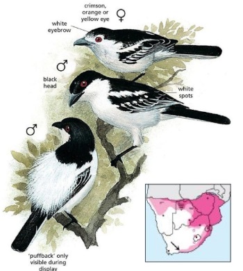 Black-backed Puffback Dryoscopus cubla.jpg