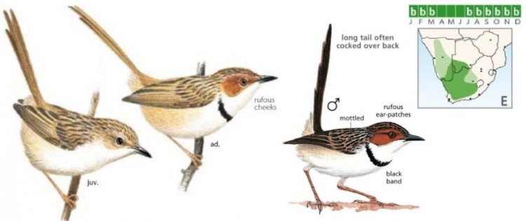 Rufous-eared Warbler.jpg
