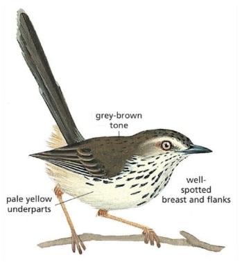 Karoo Prinia Prinia maculosa.jpg