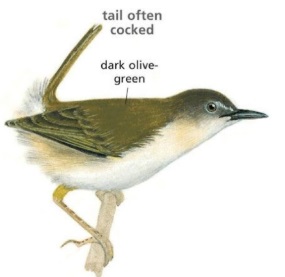 Green-backed Camaroptera.jpg