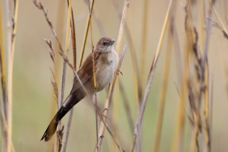 Broad-tailed Warbler.JPG