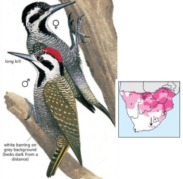 Bearded Woodpecker Dendropicos namaquus.jpg