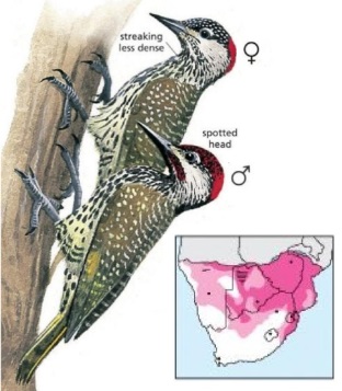 Golden-tailed Woodpecker Campethera abingoni.jpg