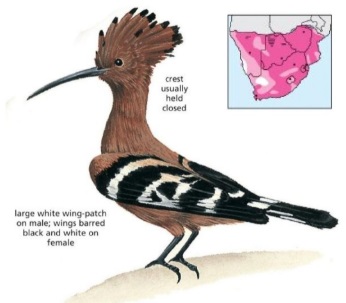 African Hoopoe Upupa africana.jpg