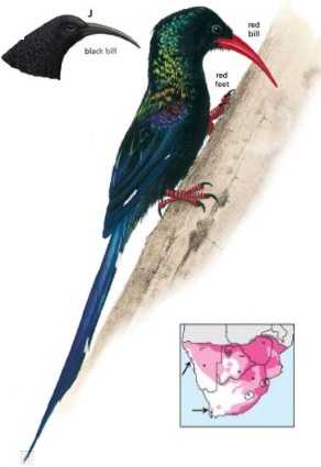 Green Wood-Hoopoe.jpg
