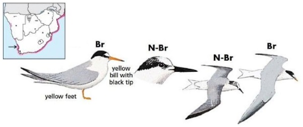 Little Tern.jpg