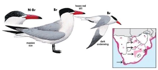 Caspian Tern.jpg
