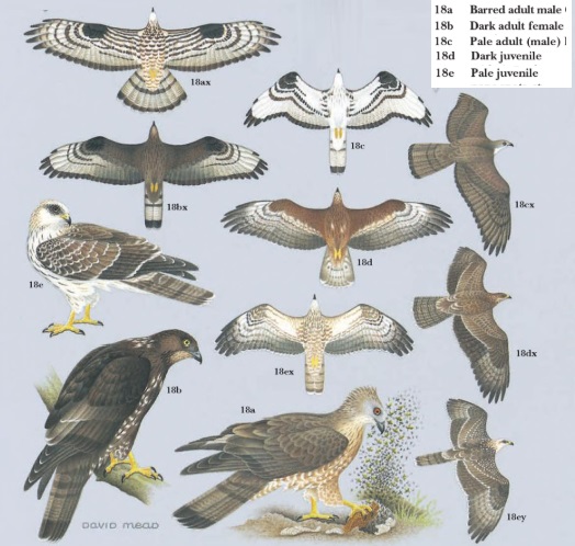 European Honey Buzzard.jpg