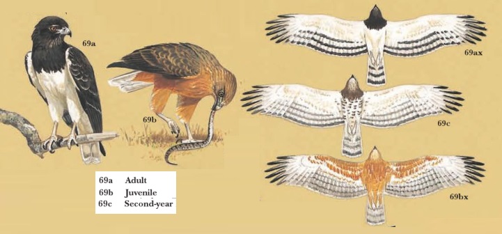 Black-chested Snake-eagle.jpg