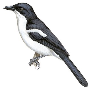 Lanarius bicolor.jpg