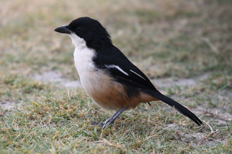 Southern Boubou Laniarius ferrugineus.jpg