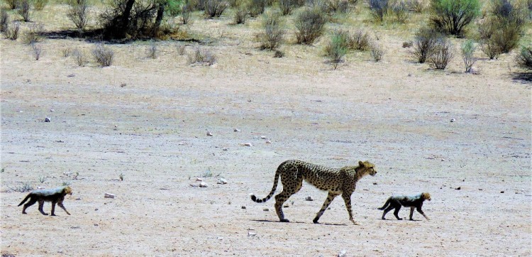 6. Cheetah.JPG