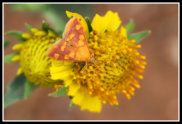 Pyrausta phoenicealis.jpg