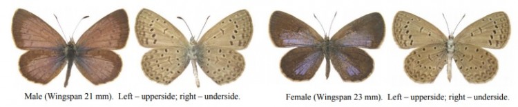 Zizeeria knysna knysna.jpg