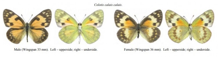 Colotis calais calais.jpg