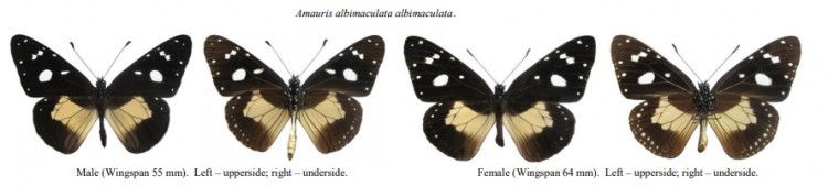 Amauris albimaculata.jpg