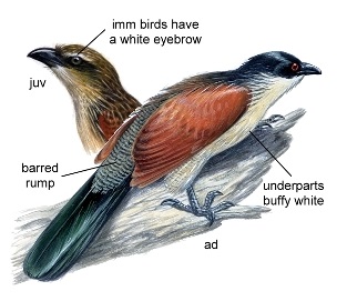 Centropus burchellii.jpg