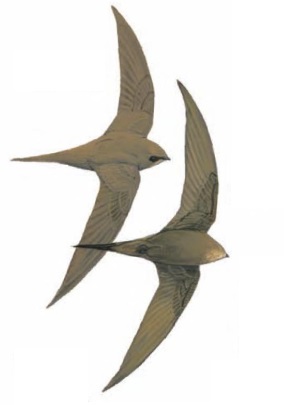 African Palm Swift Cypsiurus parvus.jpg