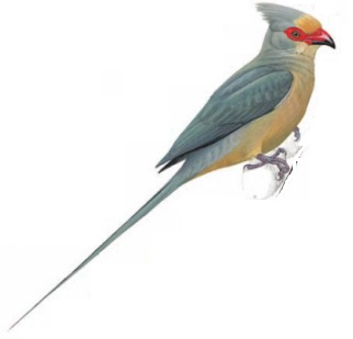 Red-faced Mousebird Urocolius indicus.jpg