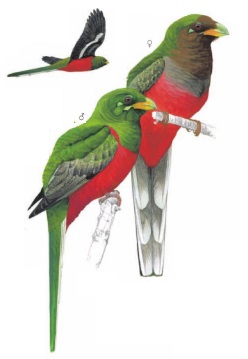Narina Trogon Apaloderma narina.jpg