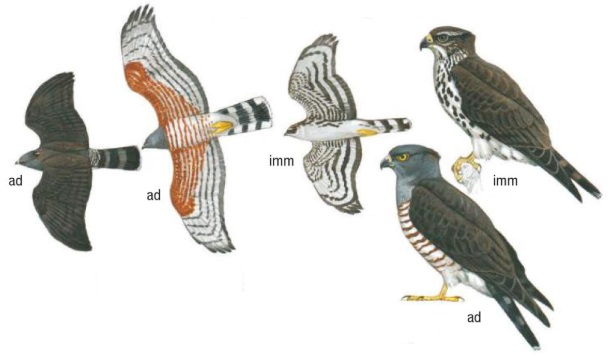 African Cuckoo-hawk Aviceda cuculoides.jpg