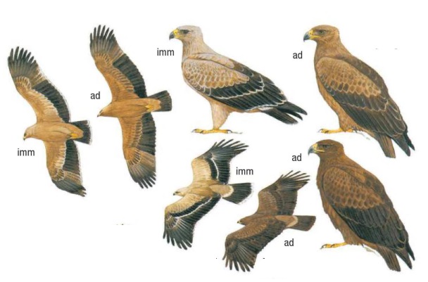 Tawny Eagle.jpg