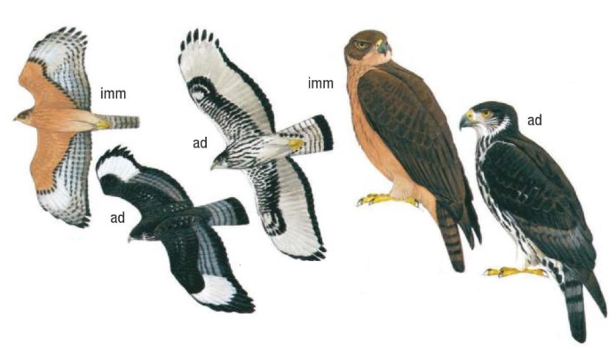 African Hawk-Eagle Aquila spilogaster.jpg