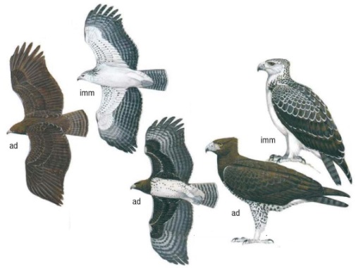 Martial Eagle Polemaetus bellicosus.jpg